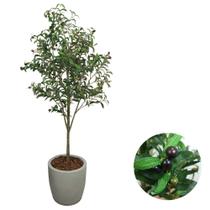 Árvore Oliveira Artificial Premium E Vaso Bojo Completo Casa Árvore Oliveira Artificial Premium E Vaso Bojo Completo Casa