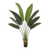 Árvore Palmeira Viajante Com Pote Verde 1,2m