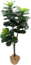 Arvore Planta Ficus Lyrata 150cm Para Vasos Sala Decoração Arvore Planta Ficus Lyrata 150cm Para Vasos Sala Decoração