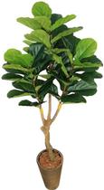 Árvore Planta Fícus Lyrata - 174cm Permanente Grande