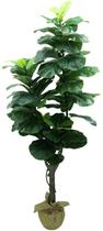 Arvore Planta Ficus Lyrata 180cm tronco Real Grande Verde