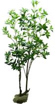 Arvore Planta folhagem verde Folha Folhagens 174cm Premium