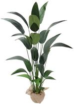 Arvore Planta Grande Estrelícia Bananeira Folhagem 1.8mt