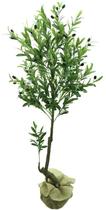 Arvore Planta Oliveira Oliva Verde 140cm Caule Real Para vaso e Sala Arvore Planta Oliveira Oliva Verde 140cm Caule Real Para vaso e Sala