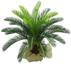 Arvore Planta Verde Folhagem Premium Cycas 24 Folhas 80cm