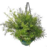 Aspargo Alfinete (aspargus Densiflorus) Planta Adulta