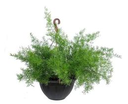Aspargo alfinete cuia 21 vaso suspenso planta proteção natural - Quintal do bonsai