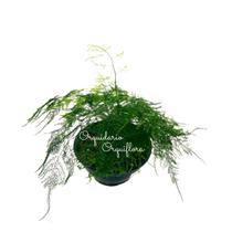 Aspargo Melindre (asparagus Officinalis) Planta Natural