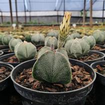 Astrophytum Myriostigma 4 Quinas -