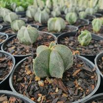 Astrophytum Myriostigma 5 Quinas Astrophytum Myriostigma 5 Quinas