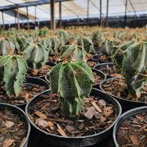 Astrophytum Ornatum