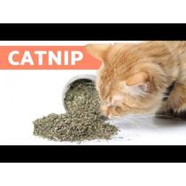 Atrativo Catnip Erva Do Gato 10g Natural Deixa o Gato Alegre ,Catnip pet,gatos todas as idades e filhotes.