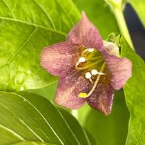 Atropa belladonna (Deadly NightShade) - Sementes Atropa belladonna (Deadly NightShade) - Sementes