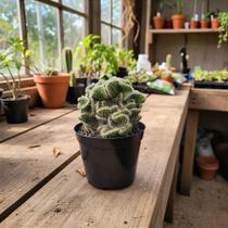 Austrocylindropuntia Subulata Cristata - Cacto Crespo Austrocylindropuntia Subulata Cristata - Cacto Crespo