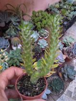 Austrocylindropuntia subulata Austrocylindropuntia subulata