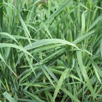 Aveia preta - avena strigosa cv. embrapa-139 s2 (spv 80) 20 kg