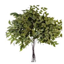 Avenca Natural Desidratado Buque Flores Secas Avenca Natural Desidratado Buque Flores Secas