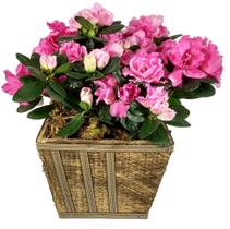 Azaléia decoração presente dia das mães.