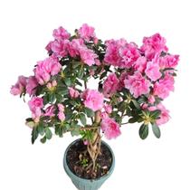 Azaléia Trançada Planta Natural c/vaso Fertilizada