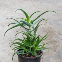 Babosa - Aloe arborescens - Planta Suculenta Ornamentais e Medicinais