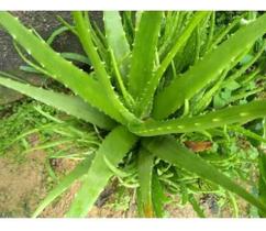 Babosa Aloe Vera Natural Para Cultivar Em Casa