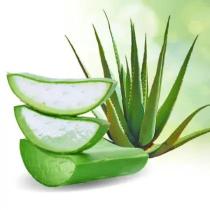 Babosa Natural Fresca Aloe Vera Folhas Grandes Com Muito Gel Direto Do Produtor