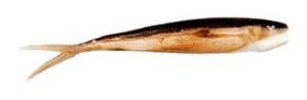 Baitfish Berkley Gulp! Funda 8 cm
