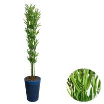 Bambu Artificial Com Vaso Polietileno 160cm Decorativo Casa - Bambu Artificial Com Vaso Polietileno 160cm Decorativo Casa -