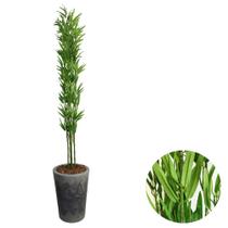 Bambu Artificial Com Vaso Polietileno 160cm Decorativo Casa - Bambu Artificial Com Vaso Polietileno 160cm Decorativo Casa -