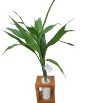 Bambu da sorte aquática 3 hastes vaso decorativo Bambu da sorte aquática 3 hastes vaso decorativo