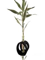 Bambu da sorte chinês dracena suporte de madeira vaso de vidro Bambu da sorte chinês dracena suporte de madeira vaso de vidro