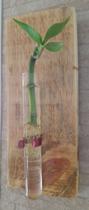 Bambu da sorte com suporte de parede em madeira e vaso em vidro de ensaio - Woodnature