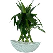 Bambu Da Sorte Com Vaso Cerâmica Branco Barca Com 12 Hastes Bambu Da Sorte Com Vaso Cerâmica Branco Barca Com 12 Hastes