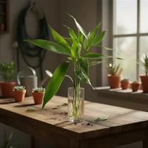 Bambu da Sorte - Dracaena braunii - Planta de Interior