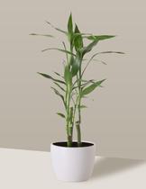 Bambu-da-sorte em Vaso Cerâmica Branco Peq