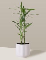 Bambu-da-sorte em Vaso Cerâmica Branco Pequeno