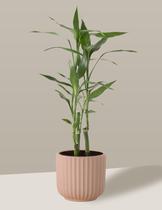 Bambu-da-sorte em Vaso Cerâmica Camurça Médio