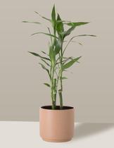 Bambu-da-sorte em Vaso Cerâmica Camurça P