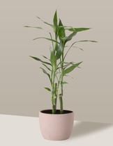 Bambu-da-sorte em Vaso Cerâmica Camurça Peq