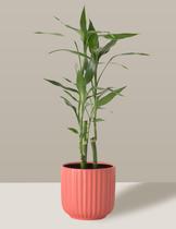 Bambu-da-sorte em Vaso Cerâmica Coral Pequeno
