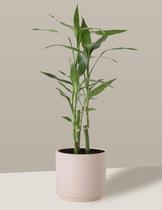 Bambu-da-sorte em Vaso Cerâmica Creme Médio