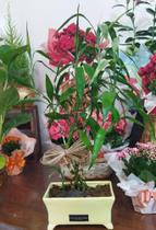 Bambu da sorte em vaso com 7 haste - A Flor Brasil