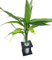 Bambu da sorte suporte em mdf com 3 hastes decoração