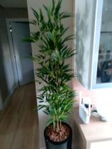 Bambu vertical artificial 4 hastes 1 mt/o vaso não acompanha Bambu vertical artificial 4 hastes 1 mt/o vaso não acompanha
