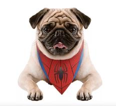 Bandana Cachorro PP/P Pets Marvel Homem Aranha Produto Oficial Regina Festas - Inspire sua Festa Loja