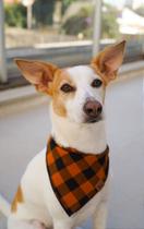 Bandana para Pet - Bahia Bandana para Pet - Bahia