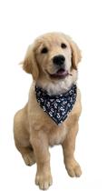 Bandana Pet Shop G 30 Unidades Macho E Femea