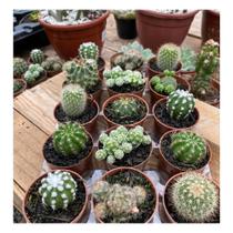 Bandeja Com 15 Mini Cactos Variados Pt 06 Lindos plantados Bandeja Com 15 Mini Cactos Variados Pt 06 Lindos plantados