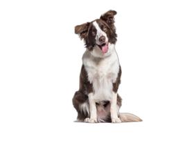 Banheiro Canino Lavável Pet Em Oferta 10Un M - 60 X 80 Cm Banheiro Canino Lavável Pet Em Oferta 10Un M - 60 X 80 Cm