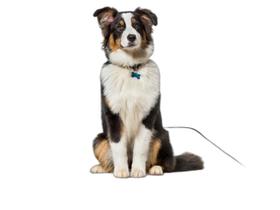 Banheiro Canino Móvel Reutilizável Pet 4Un G 90X100Cm